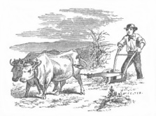 man with oxen