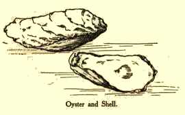 Oyster and Shell