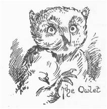 The Owlet
