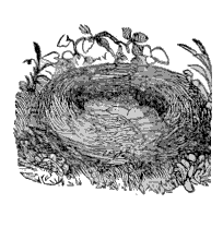 Robin's nest image at end of chapter