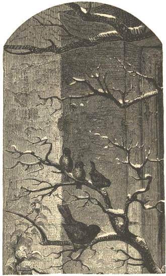 Birds on snowy branch